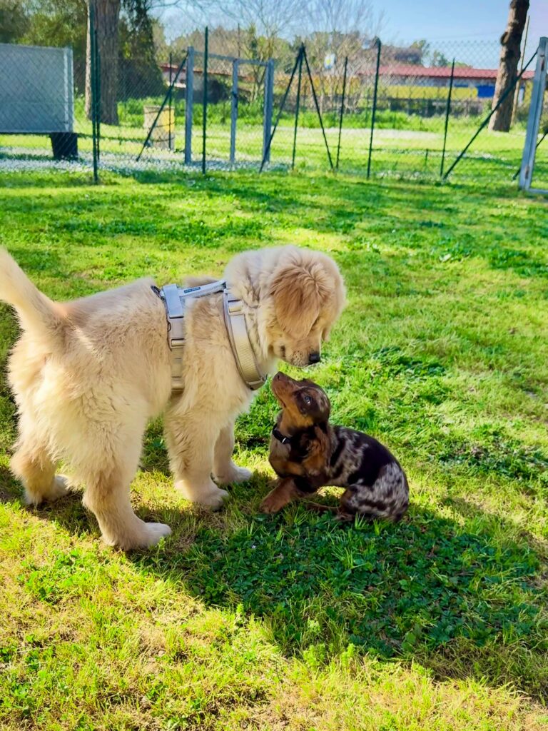 Cani nell’asilo diurno per cani ad Aranova #Quattropiudue
